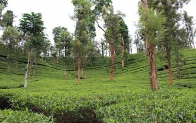Uravu Eco Links and the Priyadarshini Tea Environs